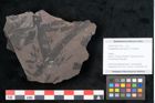 Foto (Objekt + Etikett) von Noeggerathia palmaeformis Goeppert (NHMW-GEO-2024-0188-10755)